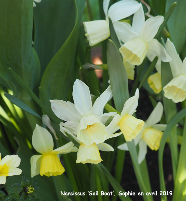 Narcissus 'Sail Boat'