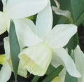 Narcissus 'Sail Boat'