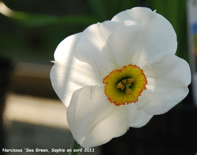 Narcissus 'Sea Green'