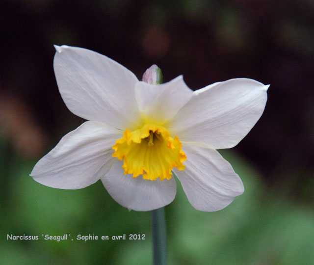 Narcissus 'Seagull'