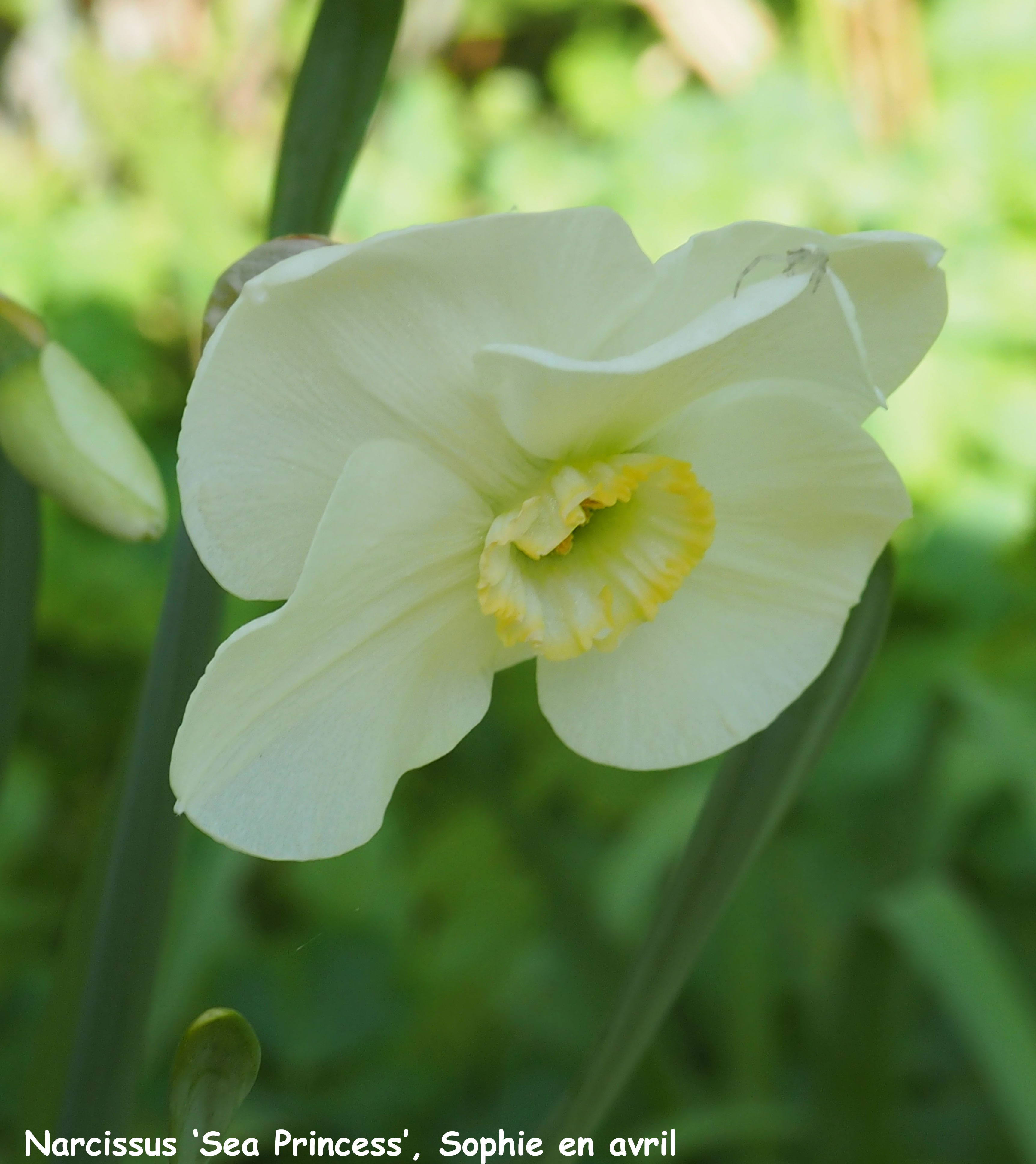 Narcissus 'Sea Princess'