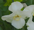 Narcissus 'Sea Princess'