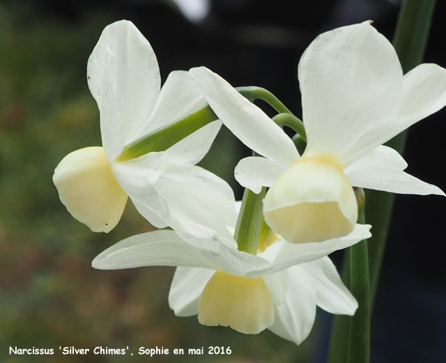Narcissus 'Silver Chimes'