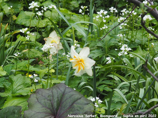 Narcissus 'Sorbet'