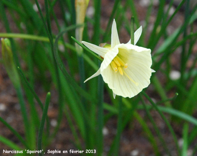 Narcissus 'Spoirot'