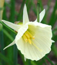 Narcissus 'Spoirot'