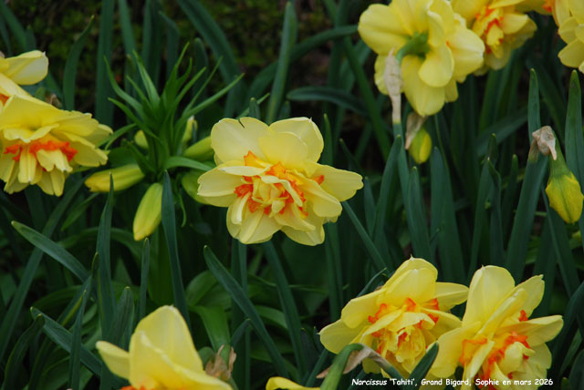 Narcissus 'Cheerfulness'