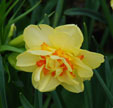 Narcissus 'Yellow Cheerfulness'