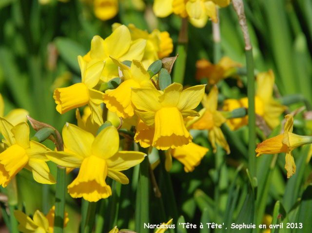 NArcissus 'Tête à Tête'