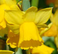 Narcissus 'Tête à Tête'