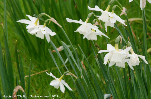 Narcissus 'Thalia'