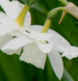 narcissus 'Thalia'