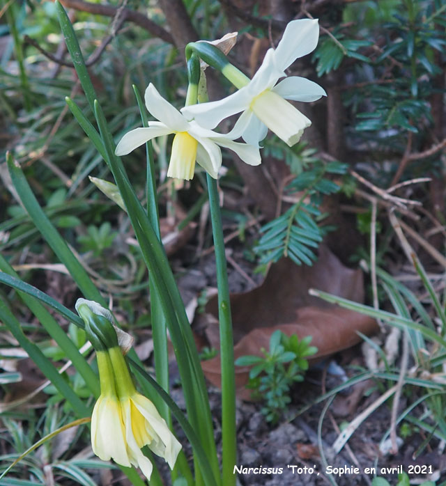 Narcissus 'Toto'