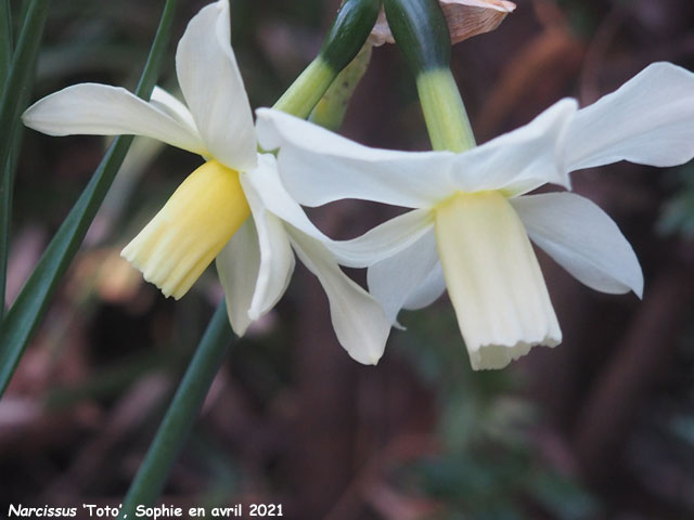 Narcissus 'Toto'