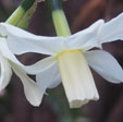  Narcissus 'Toto'