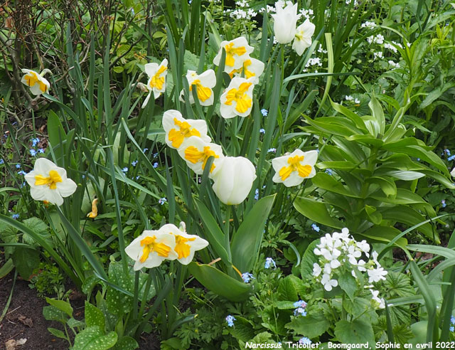 Narcissus 'Tricollet'