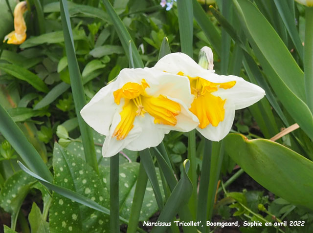 Narcissus 'Tricollet'