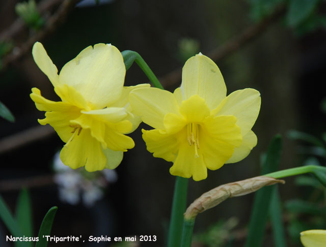 Narcissus 'Tripartite'