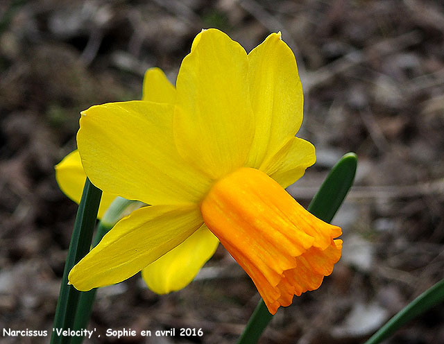 Narcissus 'Velocity'