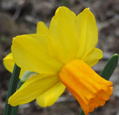 Narcissus ''Velocity'