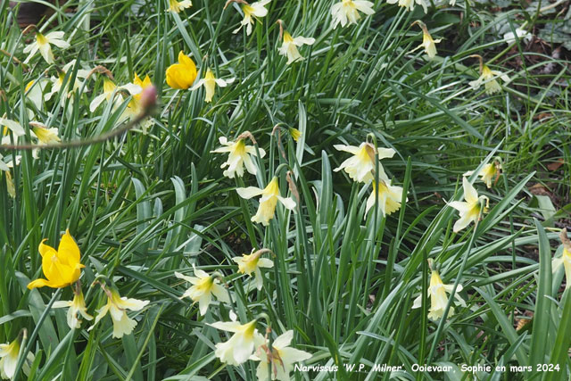 Narcissus 'W.P. Milner'