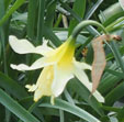 Narcissus 'W.P. Milner'