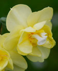 Narcissus 'Yellow Cheerfulness'