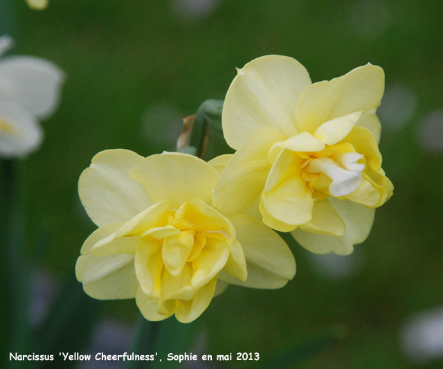 Narcissus 'Yellox Cheerfulness'