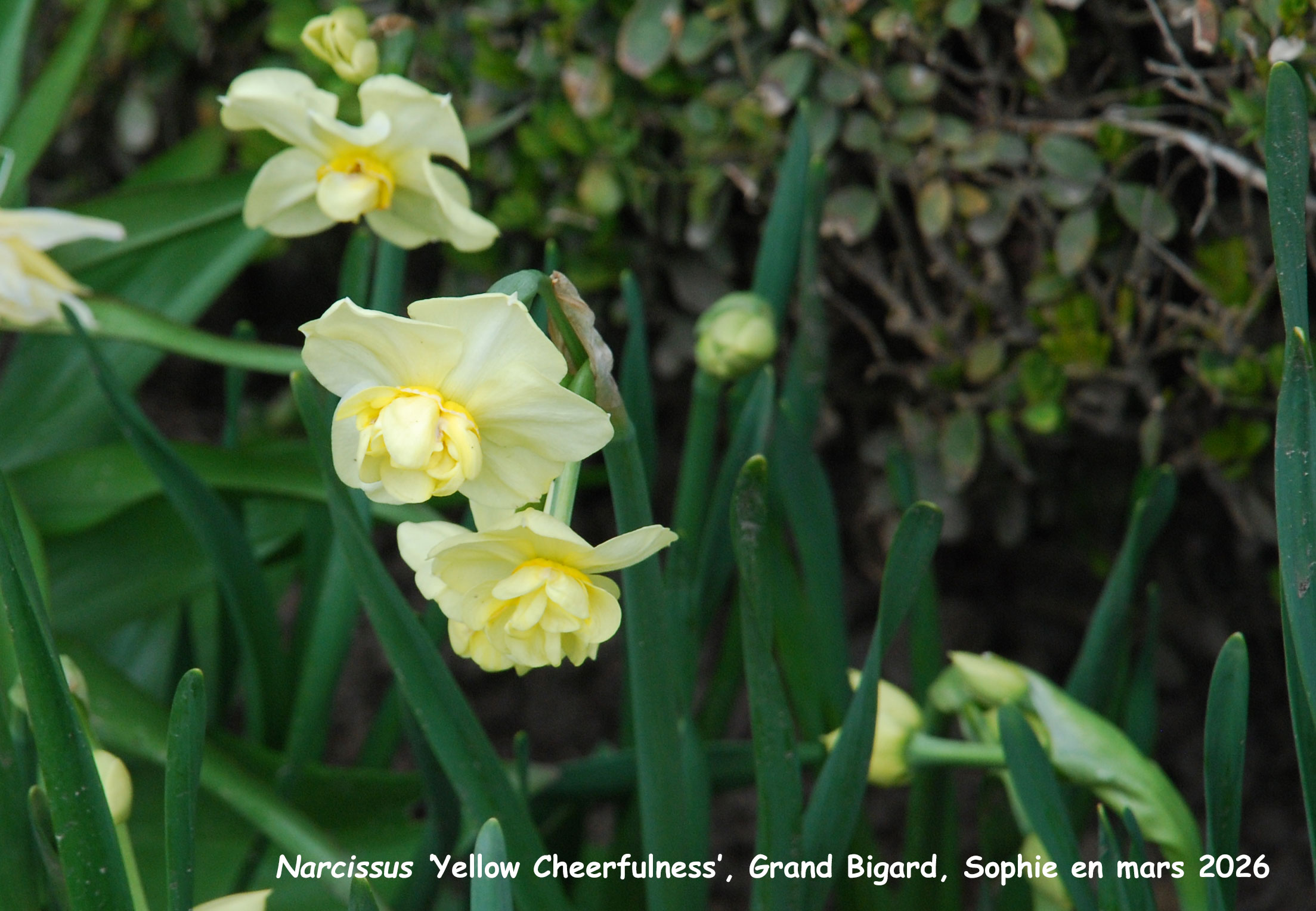 Narcissus 'Yellow Cheerfulness'