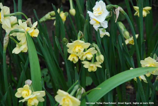 Narcissus 'Yellow Cheerfulness'