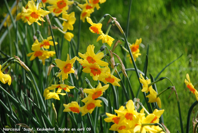 Narcissus 'Suyzy'