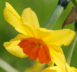  Narcissus 'Suzy'