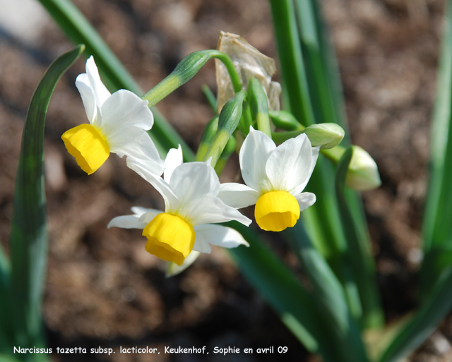 Narcissus tazetta subsp. lacticolor