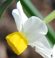 Narcissus tazetta subsp. lacticolor