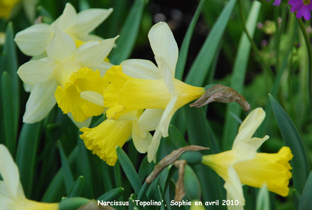 Narcissus 'Topolino'