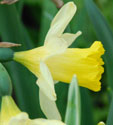 Narcissus 'Topolino'