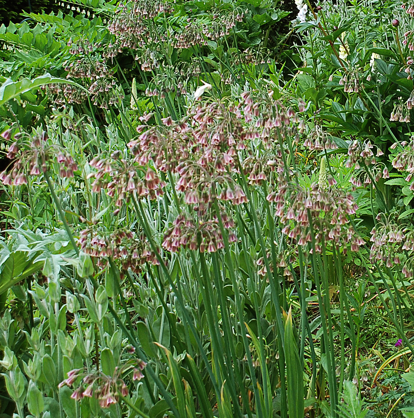 Nectaroscodium siculum