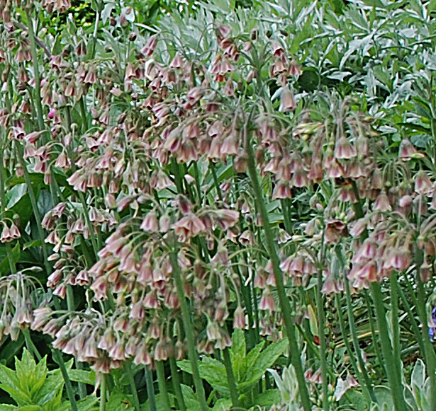 Nectaroscordium siculum