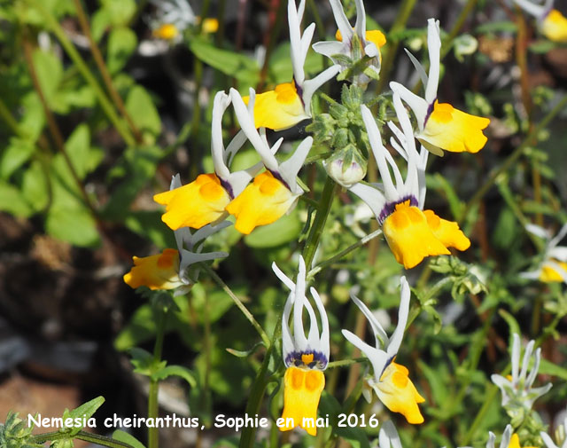 Nemesia cheiranthus