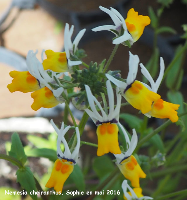 Nemesia cheiranthus