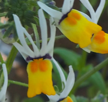 Nemesia cheiranthus