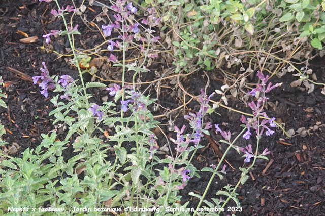 Nepeta x faassenii