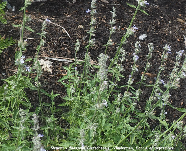 Nepeta x faassenii 'Gletschereis'