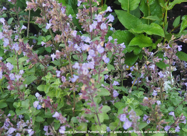 Nepeta x faassenii 'Purrsian Blue'