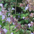 Nepeta x faassenii 'Purrsian Blue'