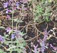 Nepeta x faassenii