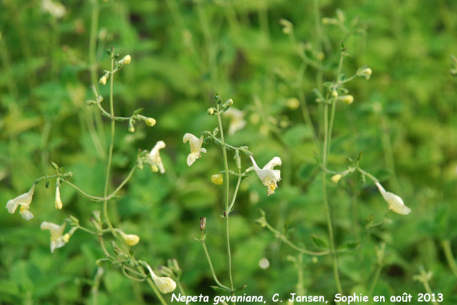 Nepeta govaniana