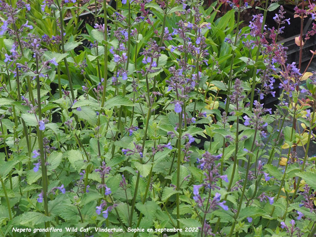 Nepeta grandiflora 'Wild Cat'