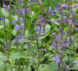Nepeta grandiflora 'Wild Cat''