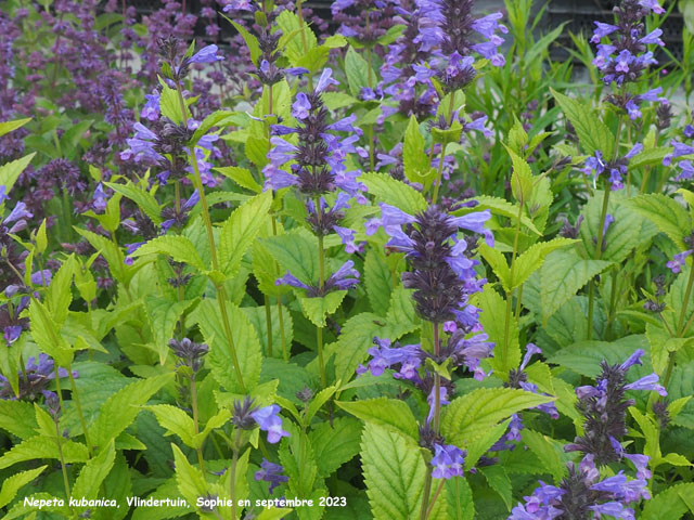 Nepeta kubanica